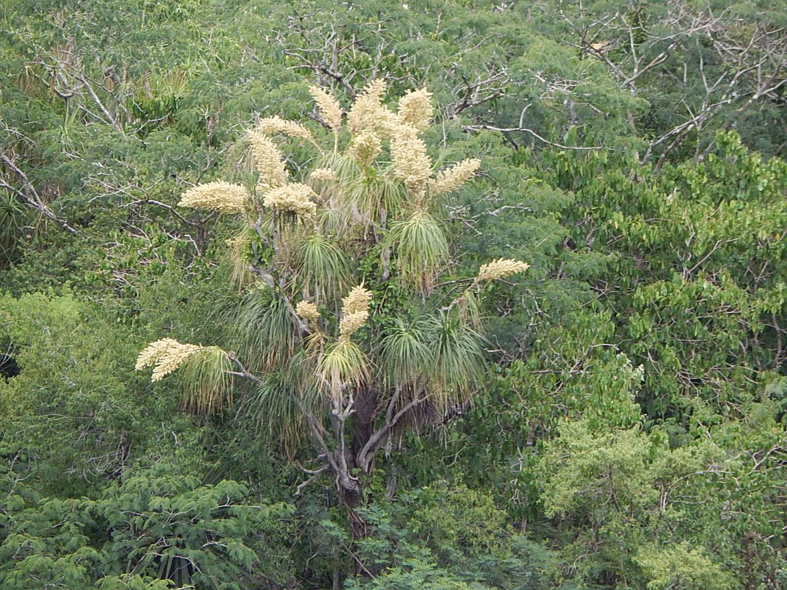 Beaucarnea recurvata
